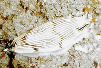 Photo: B. & S. Koretz; see discussion in Sea Slugforum